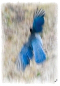 Blue Bird, Canada