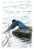 Blue Bird, Canada